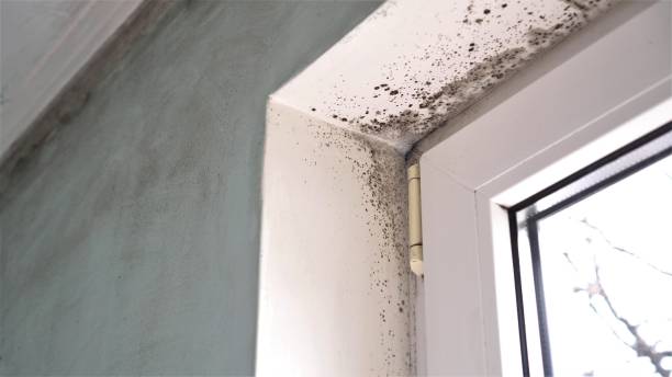 Best Mold Damage Repair  in Manhasset Hills, NY
