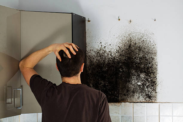 Best Emergency Mold Removal  in Manhasset Hills, NY