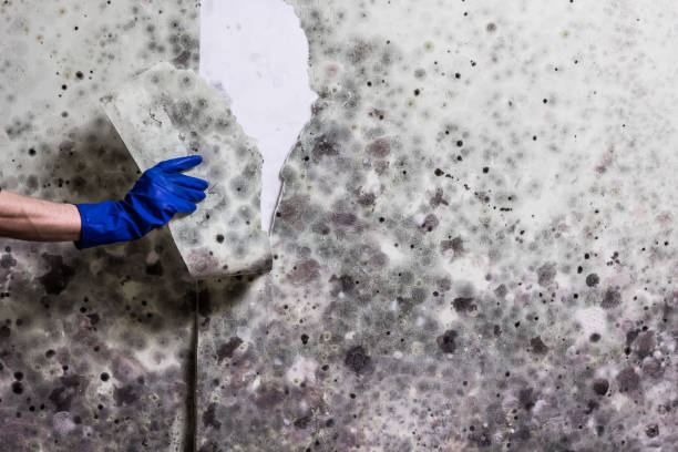 Best Residential Mold Removal  in Manhasset Hills, NY