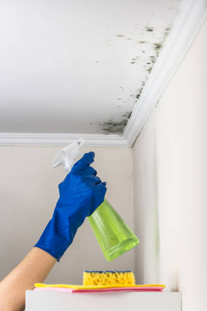 Best Black Mold Removal  in Manhasset Hills, NY